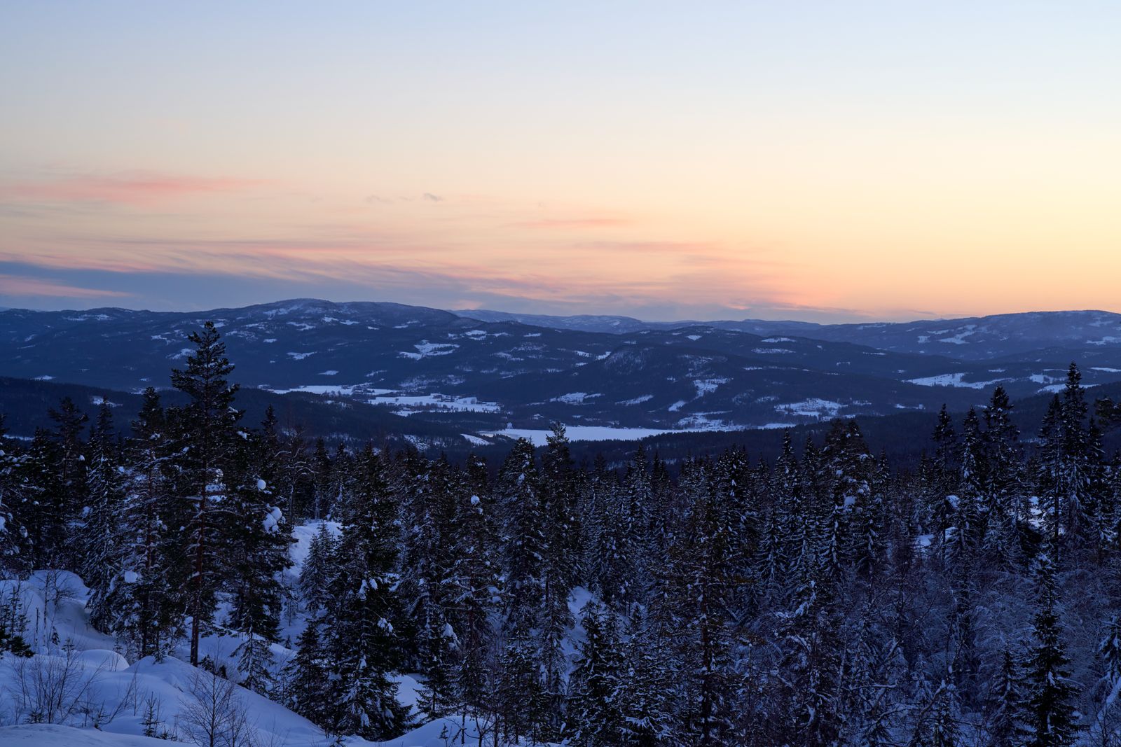 Snowy trees at sunset